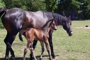 Polo Ponies